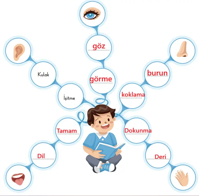 3. Sınıf Fen Bilimleri Ders Kitabı Sayfa 50-52-54. Cevapları CEM Yayınları 2 3. Sınıf Fen Bilimleri Ders Kitabı Sayfa 54 Cevapları CEM Yayınları