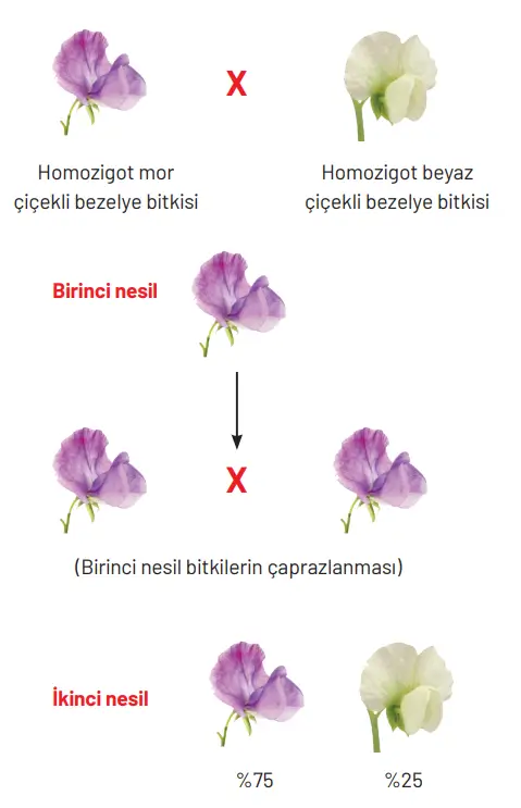 8. Sınıf Fen Bilimleri Ders Kitabı Sayfa 101 Cevapları Hecce Yayıncılık