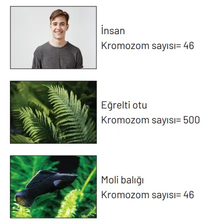 8. Sınıf Fen Bilimleri Ders Kitabı Sayfa 102 Cevapları Hecce Yayıncılık