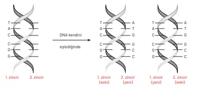 8. Sınıf Fen Bilimleri Ders Kitabı Sayfa 50-56-58-60. Cevapları Hecce Yayıncılık 3 8. Sınıf Fen Bilimleri Ders Kitabı Sayfa 60 Cevapları Hecce Yayıncılık