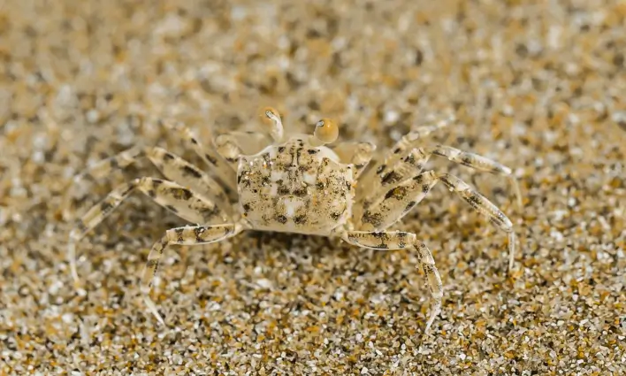 8. Sınıf Fen Bilimleri Ders Kitabı Sayfa 68-69-72-73. Cevapları MEB Yayınları