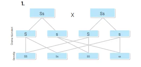 8. Sınıf Fen Bilimleri Ders Kitabı Sayfa 72 Cevapları Hecce Yayıncılık