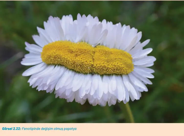 8. Sınıf Fen Bilimleri Ders Kitabı Sayfa 73-76-77. Cevapları Hecce Yayıncılık