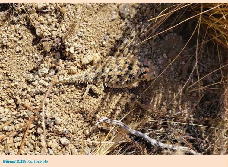 8. Sınıf Fen Bilimleri Ders Kitabı Sayfa 78 Cevapları Hecce Yayıncılık