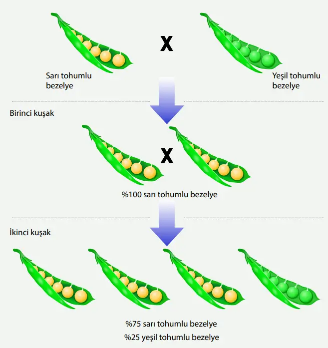 8. Sınıf Fen Bilimleri Ders Kitabı Sayfa 82-83-84-85-86-87. Cevapları MEB Yayınları 7 8. Sınıf Fen Bilimleri Ders Kitabı Sayfa 86 Cevapları MEB Yayınları