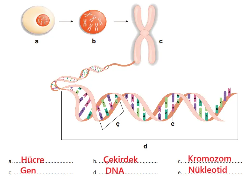 8. Sınıf Fen Bilimleri Ders Kitabı Sayfa 94 Cevapları Hecce Yayıncılık