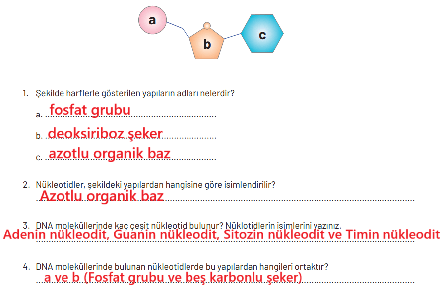 8. Sınıf Fen Bilimleri Ders Kitabı Sayfa 95-96-97-98. Cevapları Hecce Yayıncılık