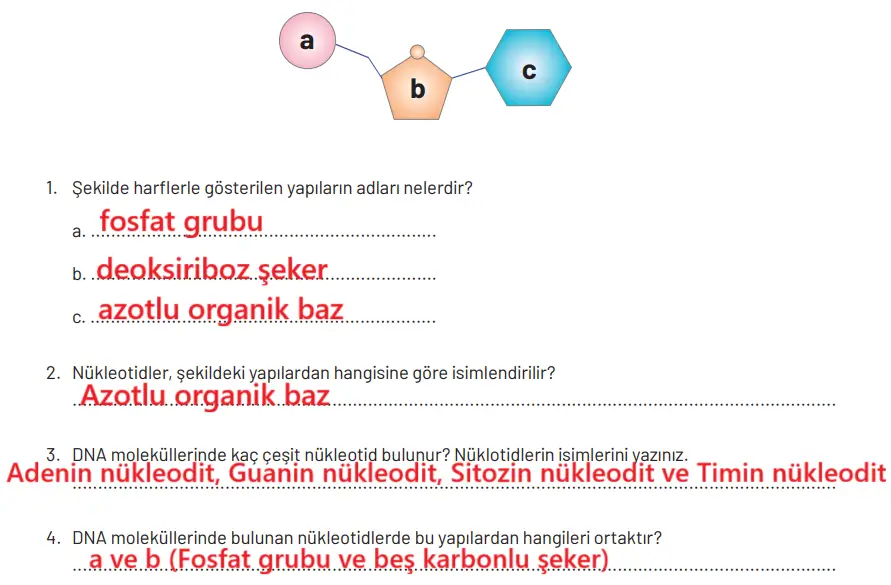 8. Sınıf Fen Bilimleri Ders Kitabı Sayfa 95-96-97-98. Cevapları Hecce Yayıncılık