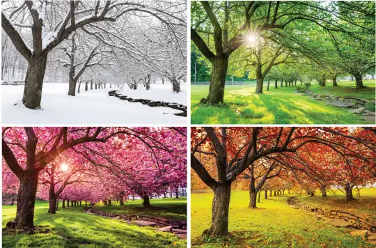 8. Sınıf Fen Bilimleri Ders Kitabı Sayfa 22-23-24-28 Cevapları Hecce Yayıncılık 4 Görsel 1.1 Aynı yerin farklı mevsimlerdeki görüntüsü