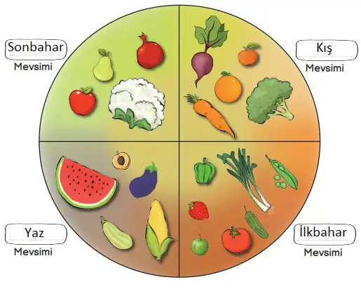 3. Sınıf Hayat Bilgisi Ders Kitabı Sayfa 101 Cevapları