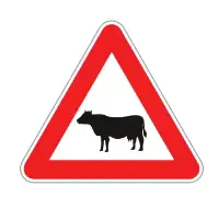 Büyükbaş hayvan geçebilir