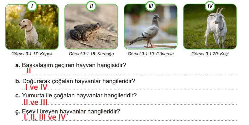 6. Sınıf Fen Bilimleri Ders Kitabı Sayfa 102 Cevapları Birinci Kitap