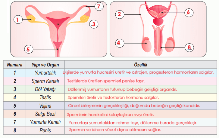 6. Sınıf Fen Bilimleri Ders Kitabı Sayfa 103-105-106-107. Cevapları 1. Kitap