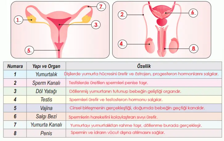 6. Sınıf Fen Bilimleri Ders Kitabı Sayfa 103 Cevapları