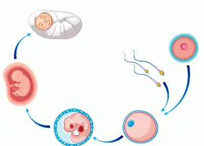 6. Sınıf Fen Bilimleri Ders Kitabı Sayfa 105 Cevapları