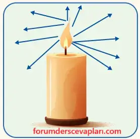 6. Sınıf Fen Bilimleri Ders Kitabı Sayfa 134 Cevapları Birinci Kitap