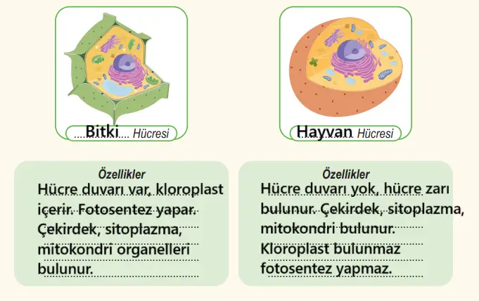 6. Sınıf Fen Bilimleri Ders Kitabı Sayfa 80-81. Cevapları 1. Kitap