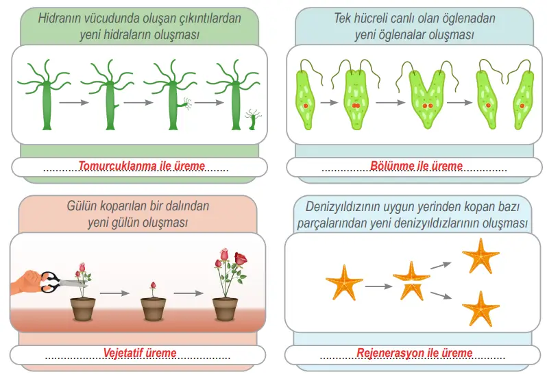 6. Sınıf Fen Bilimleri Ders Kitabı Sayfa 85 Cevapları Birinci Kitap