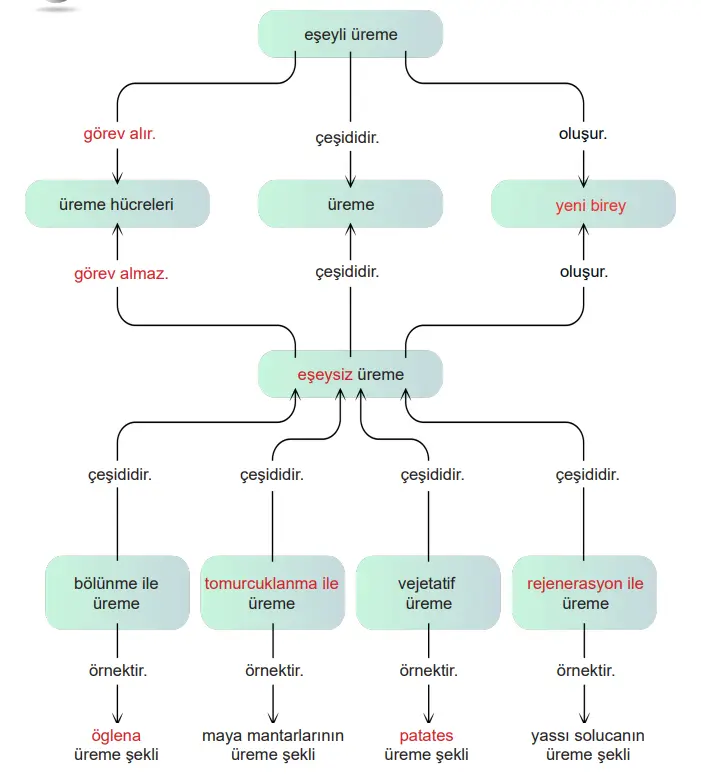 6. Sınıf Fen Bilimleri Ders Kitabı Sayfa 86 Cevapları Birinci Kitap