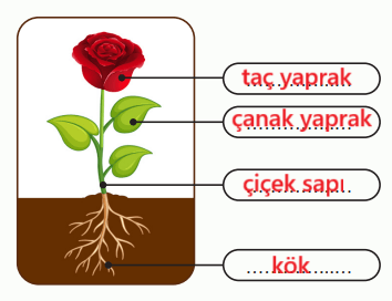 6. Sınıf Fen Bilimleri Ders Kitabı Sayfa 87-88-90-91-92-93. Cevapları 1. Kitap