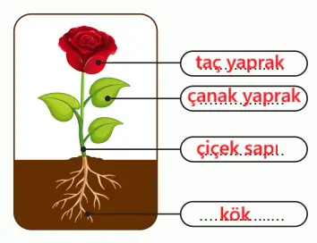 6. Sınıf Fen Bilimleri Ders Kitabı Sayfa 87-88-90-91-92-93. Cevapları 1. Kitap