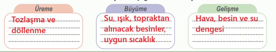 6. Sınıf Fen Bilimleri Ders Kitabı Sayfa 91 Cevapları Birinci Kitap