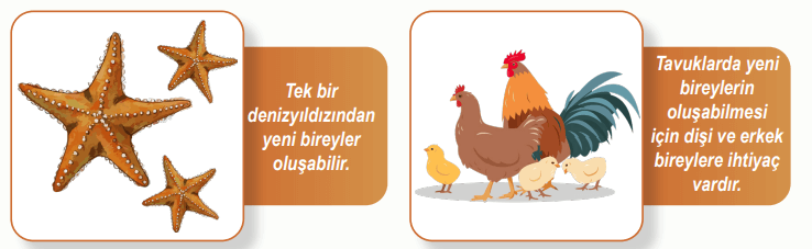 6. Sınıf Fen Bilimleri Ders Kitabı Sayfa 97-98-99-100-102. Cevapları 1. Kitap