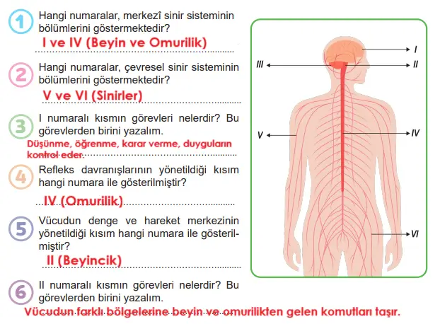 6. Sınıf Fen Bilimleri Ders Kitabı Sayfa 113 Cevapları