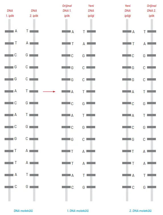 8. Sınıf Fen Bilimleri Ders Kitabı Sayfa 93 Cevapları