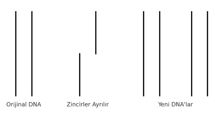 8. Sınıf Fen Bilimleri Ders Kitabı Sayfa 91-92-93-94. Cevapları Hecce Yayıncılık