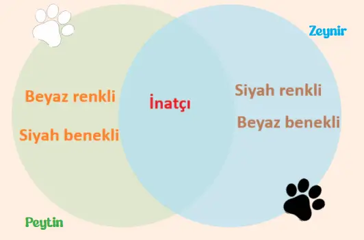 6. Sınıf Türkçe Ders Kitabı Sayfa 37 Cevapları İkinci Kitap