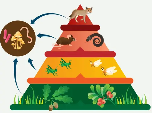 8. Sınıf Fen Bilimleri Ders Kitabı Sayfa 199 Cevapları MEB Yayınları