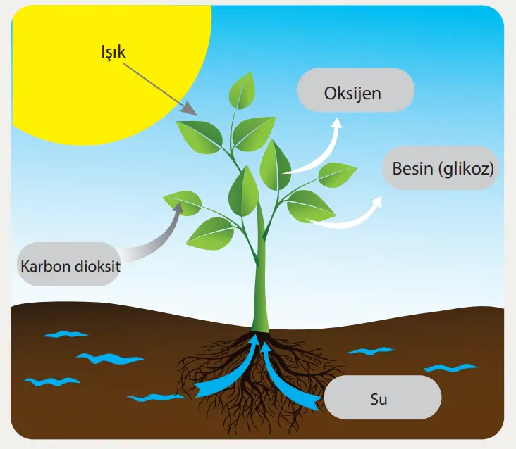 8. Sınıf Fen Bilimleri Ders Kitabı Sayfa 205-207. Cevapları MEB Yayınları