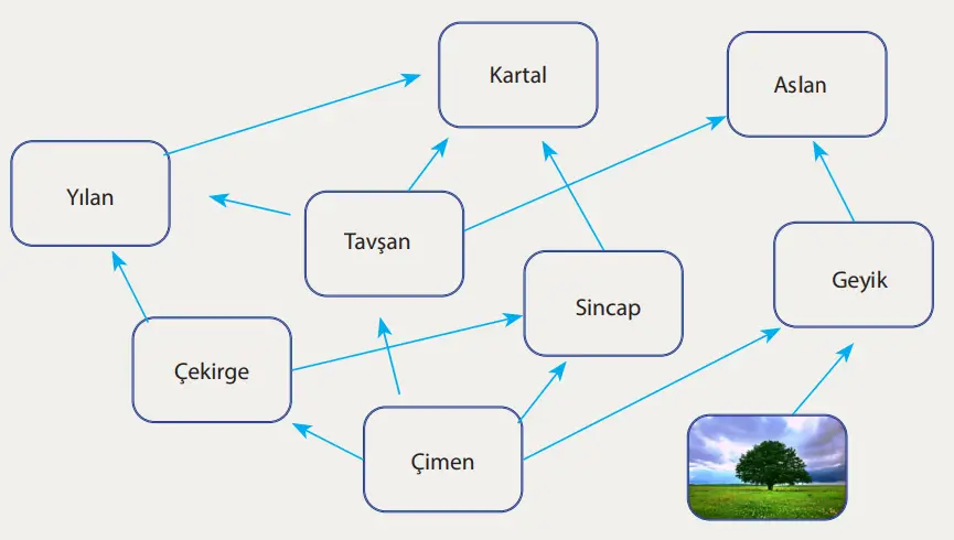 8. Sınıf Fen Bilimleri Ders Kitabı Sayfa 228 Cevapları MEB Yayınları