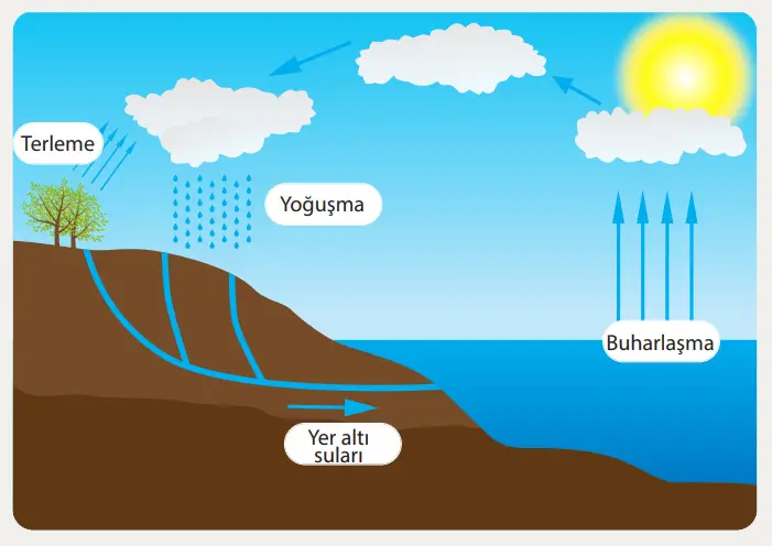 8. Sınıf Fen Bilimleri Ders Kitabı Sayfa 229 Cevapları MEB Yayınları