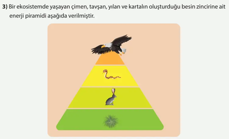 8. Sınıf Fen Bilimleri Ders Kitabı Sayfa 232 Cevapları MEB Yayınları