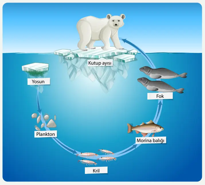 8. Sınıf Fen Bilimleri Ders Kitabı Sayfa 234 Cevapları MEB Yayınları