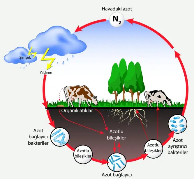 8. Sınıf Fen Bilimleri Ders Kitabı Sayfa 237 Cevapları MEB Yayınları