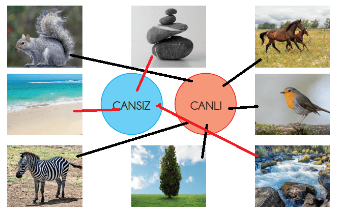 3. Sınıf Fen Bilimleri Ders Kitabı Sayfa 212 Cevapları CEM Yayınları