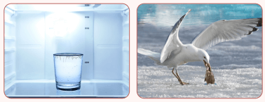 6. Sınıf Fen Bilimleri Ders Kitabı Sayfa 62 Cevapları