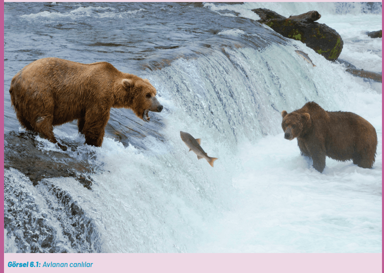 8. Sınıf Fen Bilimleri Ders Kitabı Sayfa 226. Cevapları Hecce Yayıncılık