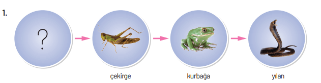 8. Sınıf Fen Bilimleri Ders Kitabı Sayfa 232. Cevapları Hecce Yayıncılık