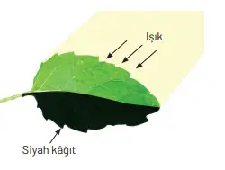 8. Sınıf Fen Bilimleri Ders Kitabı Sayfa 241. Cevapları Hecce Yayıncılık 8. Sınıf Fen Bilimleri Ders Kitabı Sayfa 241. Cevapları Hecce Yayıncılık