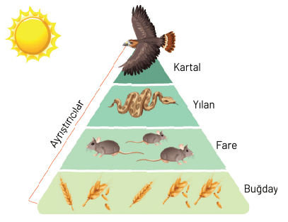 8. Sınıf Fen Bilimleri Ders Kitabı Sayfa 265. Cevapları Hecce Yayıncılık