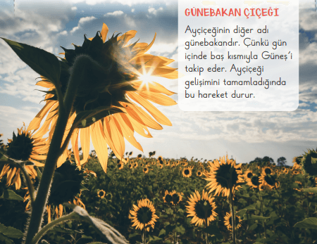 2. Sınıf Hayat Bilgisi Ders Kitabı Sayfa 60-61-64-67. Cevapları 2. Kitap