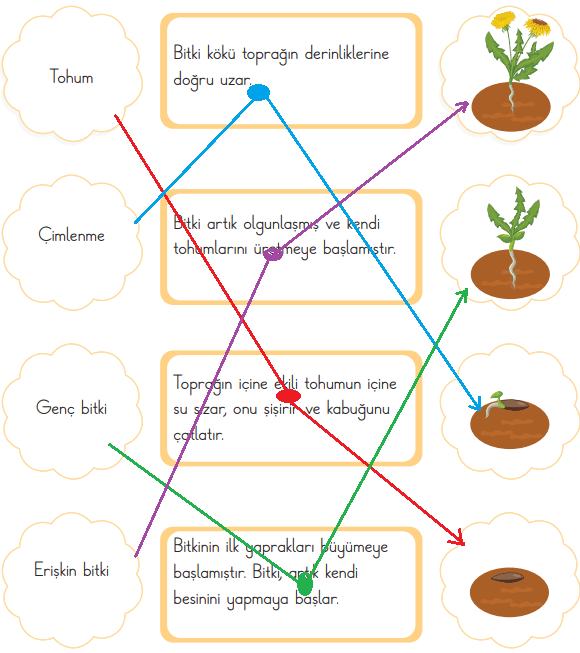 3. Sınıf Fen Bilimleri Ders Kitabı Sayfa 210 Cevapları 3. Sınıf Fen Bilimleri Ders Kitabı Sayfa 210 Cevapları