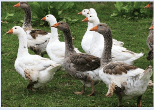 4. Sınıf Matematik Ders Kitabı Sayfa 255. Cevapları 4. Sınıf Matematik Ders Kitabı Sayfa 255. Cevapları