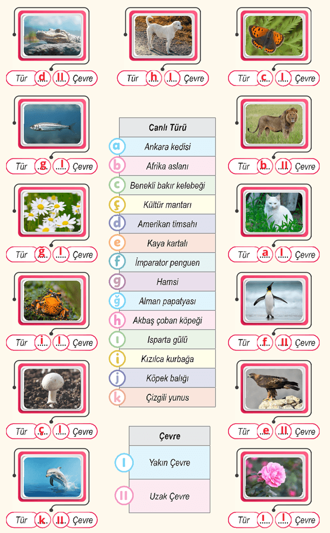 6. Sınıf Fen Bilimleri Ders Kitabı Sayfa 99 Cevapları 6. Sınıf Fen Bilimleri Ders Kitabı Sayfa 99 Cevapları