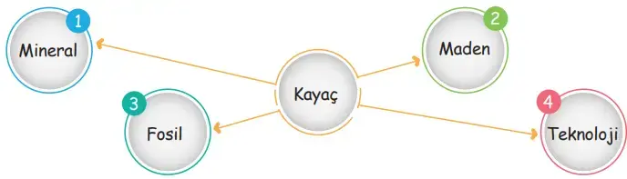 4. Sınıf Fen Bilimleri Ders Kitabı Sayfa 41 Cevapları