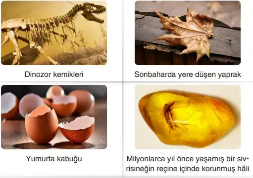 4. Sınıf Fen Bilimleri Ders Kitabı Sayfa 53 Cevapları